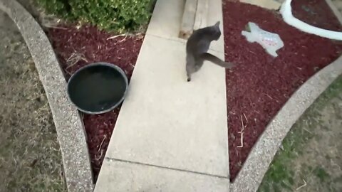 Horses Morning Breakfast - Ice Water - Red Headed Wood Pecker - Mokie The Cat On Patrol