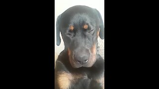 Super Tired Rottweiler Nearly Falls Asleep Sitting Up