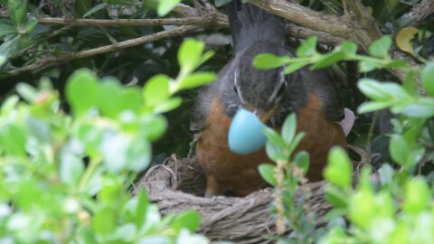 Robin Removes Shell Piece From Nest