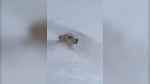 Golden Retriever Hops Through The Snow