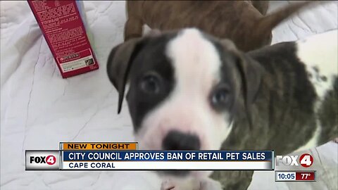 Cape Coral votes to ban retail pet sales