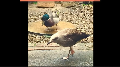 Rescued baby seagull and duckling become best friends