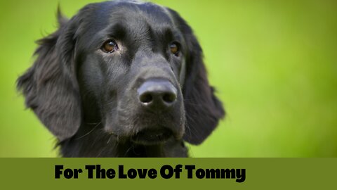 For The Love Of Tommy