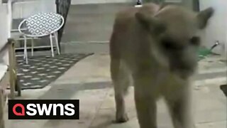 Mountain lion visits a man's front porch after it was repeatedly spotted in Hollywood Hills