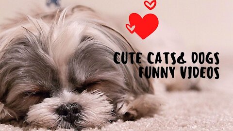 Cute Cats & Funny Dogs Video