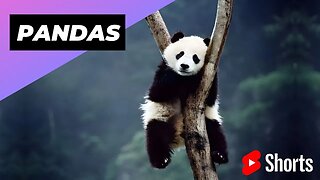 Pandas 🐼 One Of The Cutest But Dangerous Animals In The World #shorts