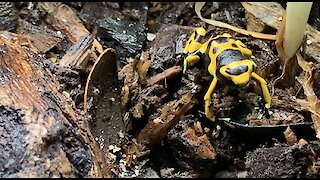 Poison Dart Frogs Chowing Down