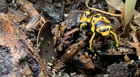 Poison Dart Frogs Chowing Down