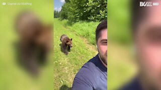 Un ours poursuit un homme pour de la glace