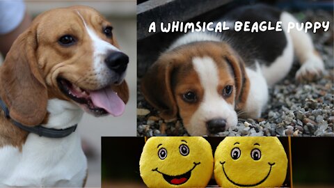 Beagle in a Whimsical Mind