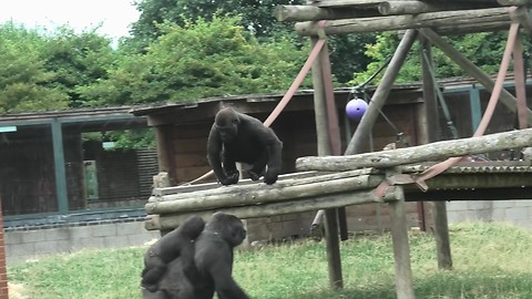 Cocky youngster playfully teases mama gorilla