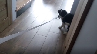 Border Collie puppy caught rolling out toilet paper across the home