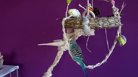 4K HDR Video – Beautiful Lovebird | Budgies and Cockatiel Birds Playing and Feeding-16