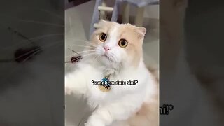 CAT VIDEO