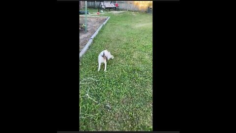 Yolanda and Princess play with water