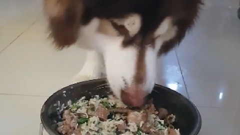 I make a nutritious meal for puppy