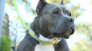 Starved pit bull serves new purpose in life helping veteran - Clean