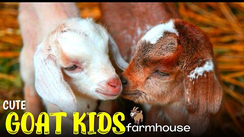 "Curious Goat Kids: Unveiling their Playful Nature and Inquisitive Antics"