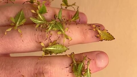 Who knew baby leaf insects could be so cute?