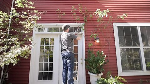 Cutting Down Gertrude Jekyll Climbing Rose | Garden Obsessions