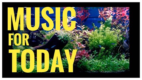 Home for the Holidays | Jazz & Blues | Dutch Style Aquascape | Fish Watching | Relaxation