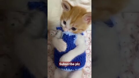 ## cute funny 🐈😍♥️## animal lover ♥️💖♥️## short whatsapp status video// short//