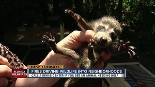 Fires driving wildlife into neighborhoods