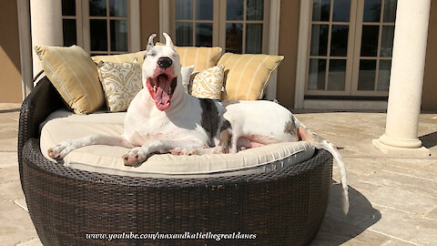 Laid Back Yawning Great Danes Enjoy Lazy Lounger Time