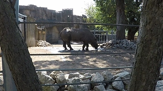 Beautiful Eastern Rhino Nonchalantly Takes Mud Bath