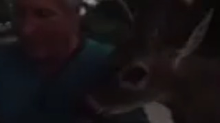 A Very Hungry Deer Pushing A Man To Feed Him