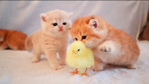 Kittens walk with a tiny chicken | cat dancing and playing | funny cats video