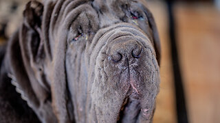 Ambush: The 180lbs Neapolitan Mastiff I BIG DOGZ