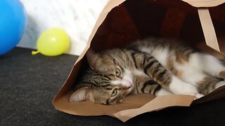 Funny Cat Loves to Sit in a Paper Bag