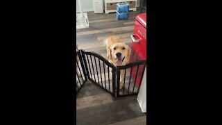 Golden retriever is excited for new toy!