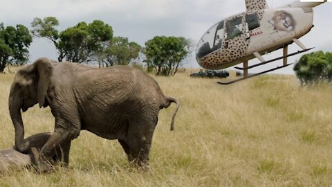 wild elephant attacks helicopter you must see this