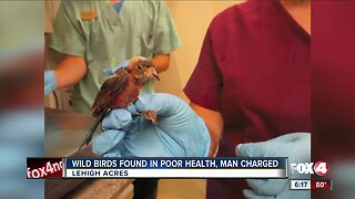 Illegal birds found in Lehigh Acres home