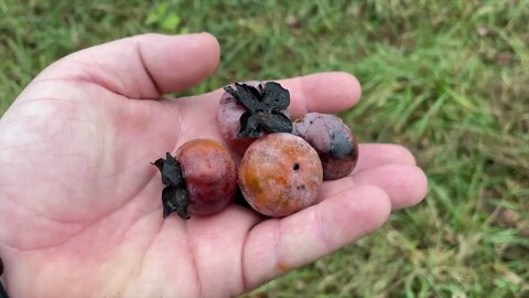 How To Tell if Wild American Persimmons are Ripe