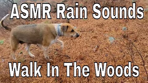 ASMR - Rain Sounds - Walking Dog in Woods Rain Storm - Relaxing Walk in Rain