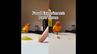 Bird food experiment: trial 3