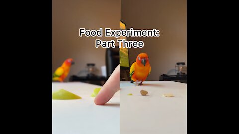 Bird food experiment: trial 3
