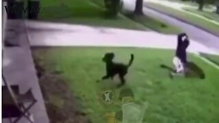 Brave Dog Owner Goes Buck Wild On Coyote Attacking His Pup
