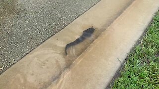 Catfish swims down flooded road in Florida