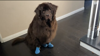 Newfie and Cavalier search house for treats