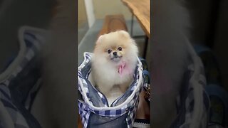 Adorable Puppy Will Melt Your Heart!