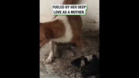 Mother Dog Moves Wet Pups #viralclips #viralvideos