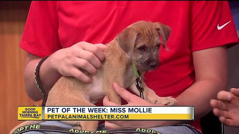 Pet of the week: Mollie is a 2-month-old Terrier mix who needs a loving home