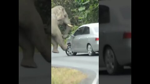 Elefante Senta em cima do Carro 😱😨🐘 #shorts