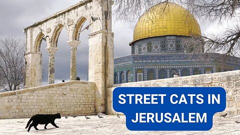 The street cats of Jerusalem