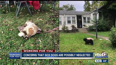 Neighbors concerned about two possibly neglected dogs in Kokomo