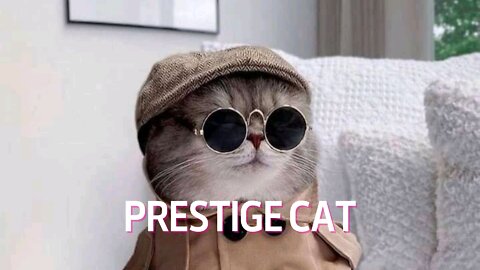 prestige cat